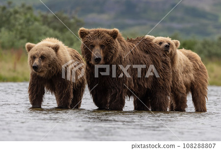 Brown Bear Fishing for Sockeye Salmon in Alaksa  108288807