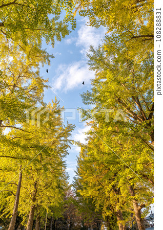 Mito City, Ibaraki Prefecture, ginkgo trees at the Ibaraki Prefectural History Museum in autumn Mito City, Ibaraki Prefecture, ginkgo trees at the Ibaraki Prefectural History Museum in autumn 108288831