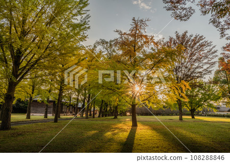 Mito City, Ibaraki Prefecture, ginkgo trees at the Ibaraki Prefectural History Museum in autumn 108288846