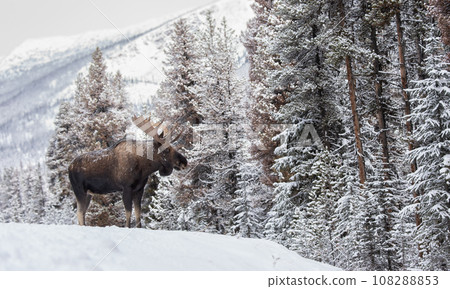 Moose in Snow in Jasper National Park, Canada Moose in Snow in Jasper National Park, Canada 108288853