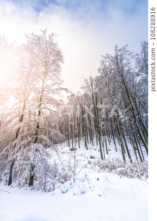 Sense growth of young deciduous trees covered in snow during winter. Black and white photography. Sense growth of young deciduous trees covered in snow during winter. Black and white photography. 108288916