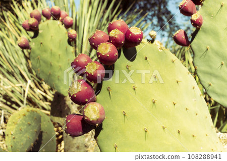 Opuntia, Closeup Many Edible Yummy Prickly Pear Cactus. Exotic Flavorful Fruit And Showy Flower. Bio Food, Organic Opuntia, Closeup Many Edible Yummy Prickly Pear Cactus. Exotic Flavorful Fruit And Showy Flower. Bio Food, Organic 108288941