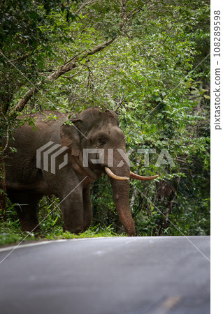 male elephant with beautiful ivory walking through forest in khao yai natinal park,khaoyai is one of most important natural sanctuary in south east asia 108289598