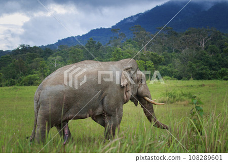 beautiful male elephant with large ivory standing on green field of khao yai national park,khaoyai is one of most important natural sanctuary in south east asia 108289601