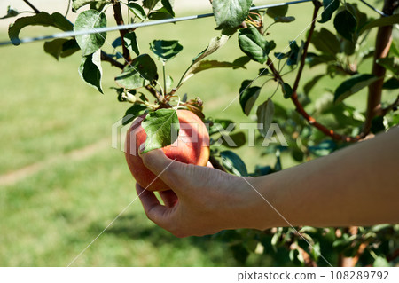 A woman's hands harvest delicious red apples during an apple picking experience A woman's hands harvest delicious red apples during an apple picking experience 108289792