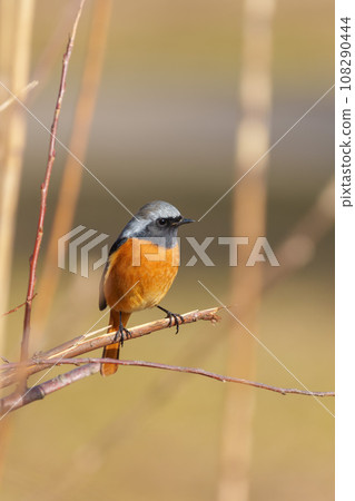 Male lizard 108290444