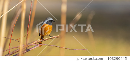 Male lizard Male lizard 108290445