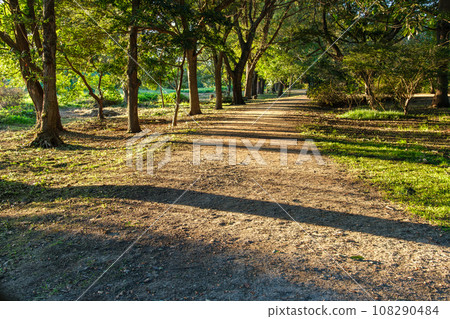 path of tree shadows path of tree shadows 108290484