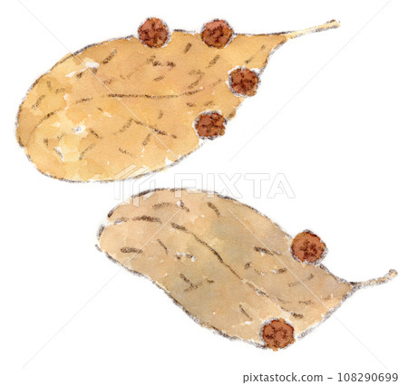 秋季植物,形狀像種子搖籃的柏樹種子的水彩插圖 秋季植物,形狀像種子搖籃的柏樹種子的水彩插圖 108290699