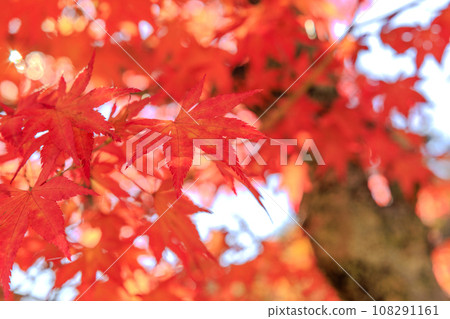 鮮紅的秋葉(秋天圖) 鮮紅的秋葉(秋天圖) 108291161