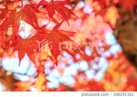 Bright red autumn leaves (autumn image) Bright red autumn leaves (autumn image) 108291162