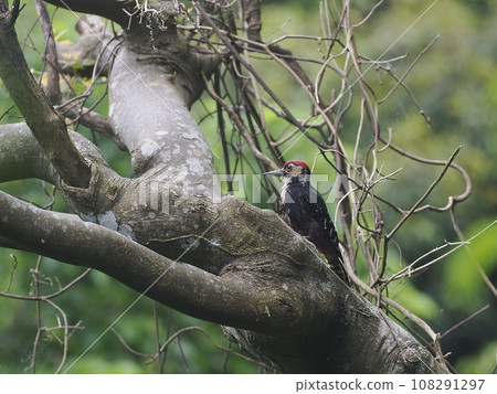 Oston Giant 108291297