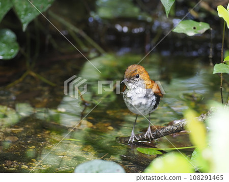 Trigonotylus Trigonotylus 108291465