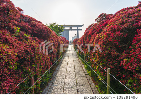 長岡天滿宮霧島杜鵑花和盛開的大鳥居（京都府長岡京市天神） 108291496