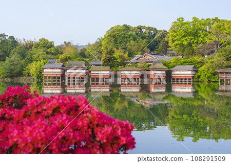 Nagaoka Tenmangu Shrine, Kirishima azalea in full bloom, Kinsuitei (Nagaokakyo City, Kyoto Prefecture) 108291509