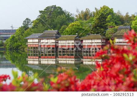 長岡天滿宮、霧島杜鵑花盛開、錦水亭（京都府長岡京市） 108291513