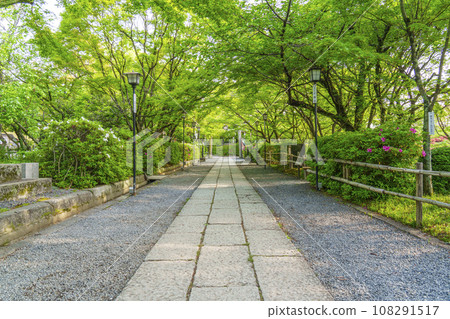 Nagaoka Tenmangu Shrine: The approach to the shrine surrounded by fresh greenery (Nagaokakyo City, Kyoto Prefecture) 108291517