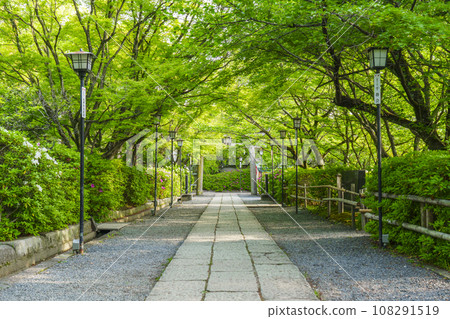 長岡天滿宮：新綠環繞的神社參拜路（京都府長岡京市） 108291519