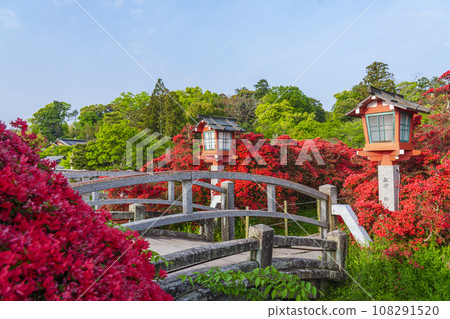 長岡天滿宮、霧島杜鵑花盛開、中堤（京都府長岡京市） 108291520