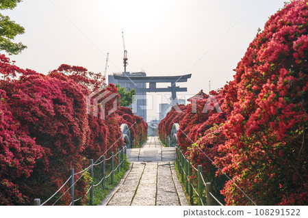 長岡天滿宮霧島杜鵑花和盛開的大鳥居（京都府長岡京市天神） 108291522
