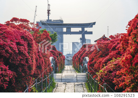 長岡天滿宮霧島杜鵑花和盛開的大鳥居（京都府長岡京市天神） 108291523