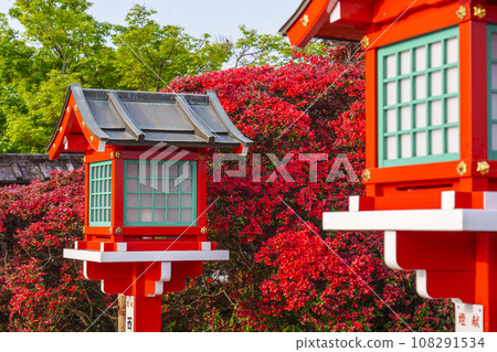 Nagaoka Tenmangu Shrine Kirishima azalea in full bloom (Nagaokakyo City, Kyoto Prefecture) Nagaoka Tenmangu Shrine Kirishima azalea in full bloom (Nagaokakyo City, Kyoto Prefecture) 108291534
