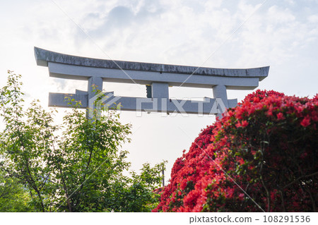 盛開的長岡天滿宮霧島杜鵑花正面大鳥居（京都府長岡京市） 108291536