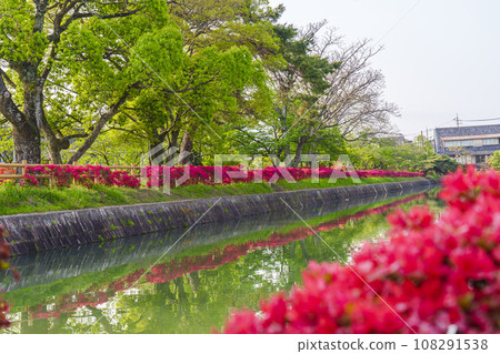 長岡天滿宮、霧島杜鵑花盛開、八丈池（京都府長岡京市） 108291538