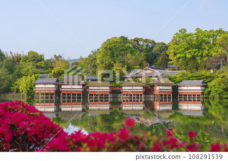 長岡天滿宮、霧島杜鵑花盛開、錦水亭(京都府長岡京市) 長岡天滿宮、霧島杜鵑花盛開、錦水亭(京都府長岡京市) 108291539