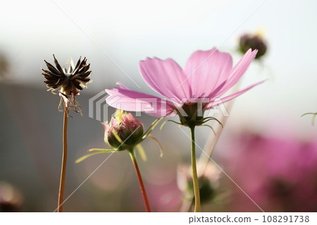 Evening cosmos pink flowers 108291738