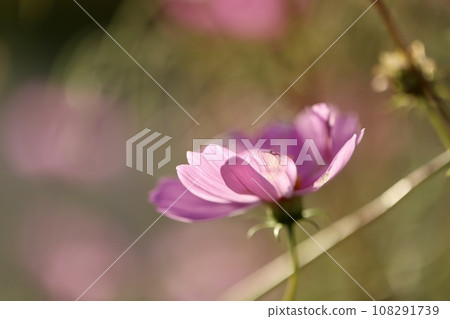 Evening cosmos pink flowers 108291739