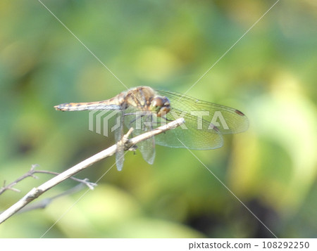 A red dragonfly resting its wings on the riverbank A red dragonfly resting its wings on the riverbank 108292250