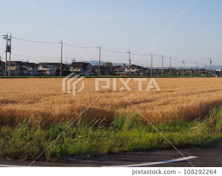 休耕麥田的風景 108292264