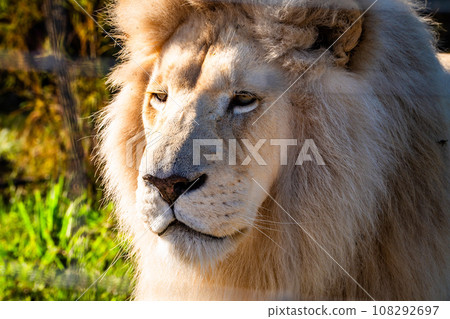 White lion in Tenikwa Wildlife Rehabilitation and Awareness Centre in Plettenberg Bay, South Africa 108292697