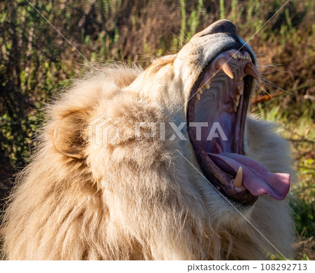 White lion in Tenikwa Wildlife Rehabilitation and Awareness Centre in Plettenberg Bay, South Africa 108292713