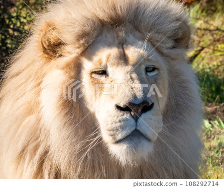 White lion in Tenikwa Wildlife Rehabilitation and Awareness Centre in Plettenberg Bay, South Africa 108292714