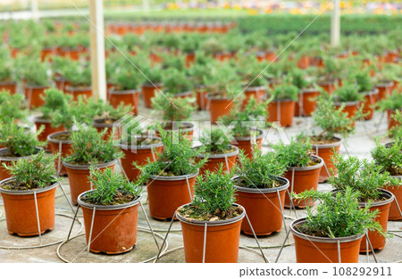 Rosemary in pots at greenhouse Rosemary in pots at greenhouse 108292911