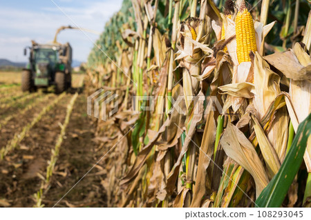 Ripe corn growing in the field Ripe corn growing in the field 108293045
