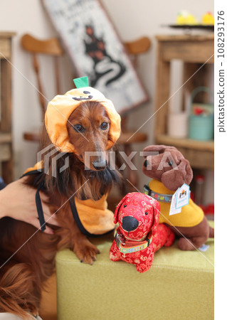 Dachshund enjoying Halloween Dachshund enjoying Halloween 108293176