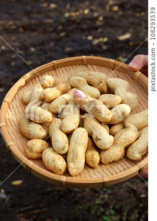 Raw peanuts (1) 108293539