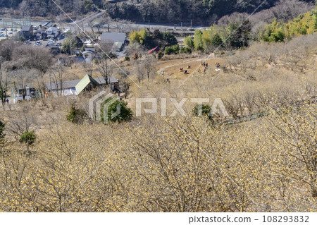 充滿日本紫檀香味的山村 充滿日本紫檀香味的山村 108293832