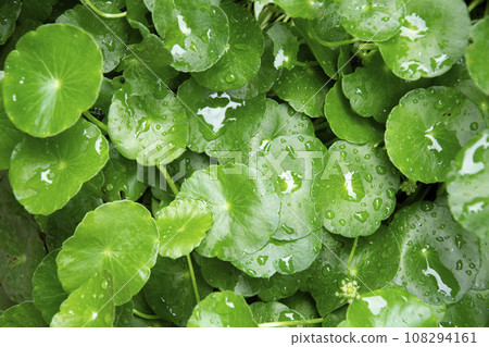 Close up water drop on Gotu kola or Centella asiatica leaves. 108294161
