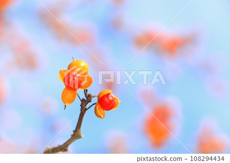 被加冠的魚的紅色果子 被加冠的魚的紅色果子 108294434
