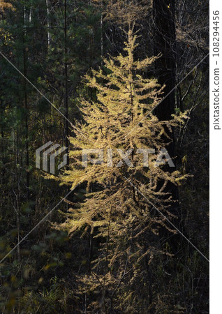 Yellow larches of larch tree in autumn forest, closeup of photo with selective focus. Nature of Eastern Siberia. Russia Yellow larches of larch tree in autumn forest, closeup of photo with selective focus. Nature of Eastern Siberia. Russia 108294456