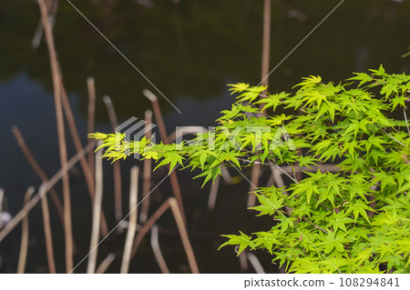 Arashiyama, Kokura Pond, blue autumn leaves 108294841