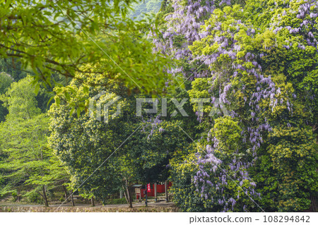 嵐山,小倉池周圍,紫藤花 嵐山,小倉池周圍,紫藤花 108294842
