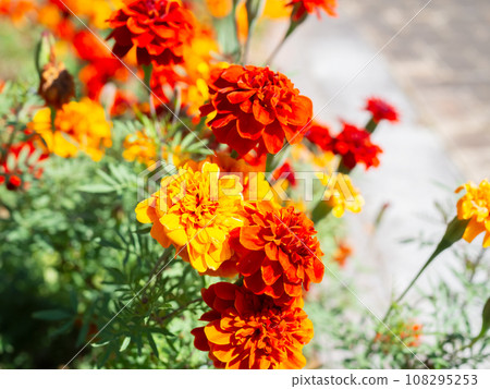萬壽菊盛開在花壇裡 108295253