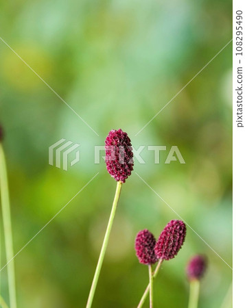 綠色背景下盛開的美麗花朵 綠色背景下盛開的美麗花朵 108295490