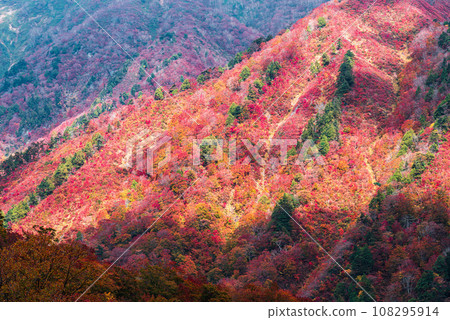 Autumn leaves seen from Mt. Tanigawa Autumn leaves seen from Mt. Tanigawa 108295914