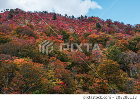 Autumn leaves of Mt. Tanigawa Autumn leaves of Mt. Tanigawa 108296118
